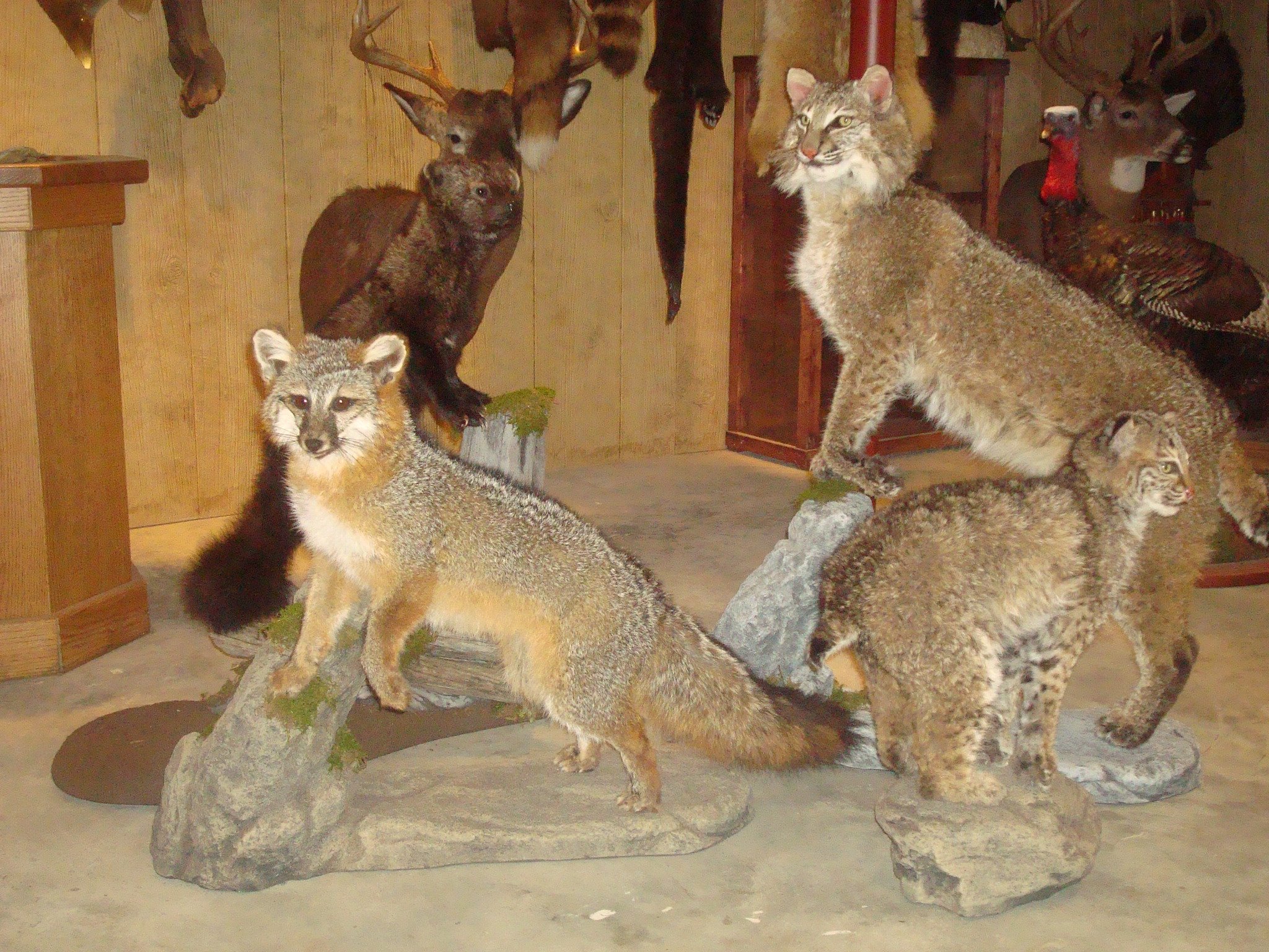 Small Mammal Taxidermy Gallery - Coble Taxidermy - Virginia